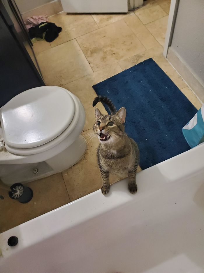 My Cat Gets Very Concerned When I Willingly Take Showers