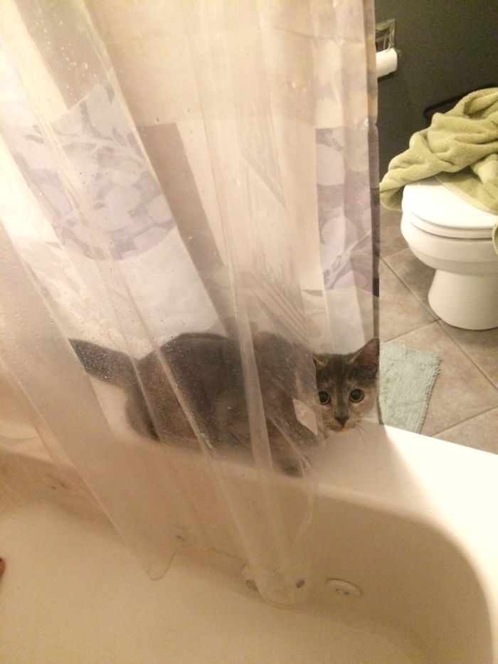 I Also Have A Cat That Chills Between The Curtains When I Shower