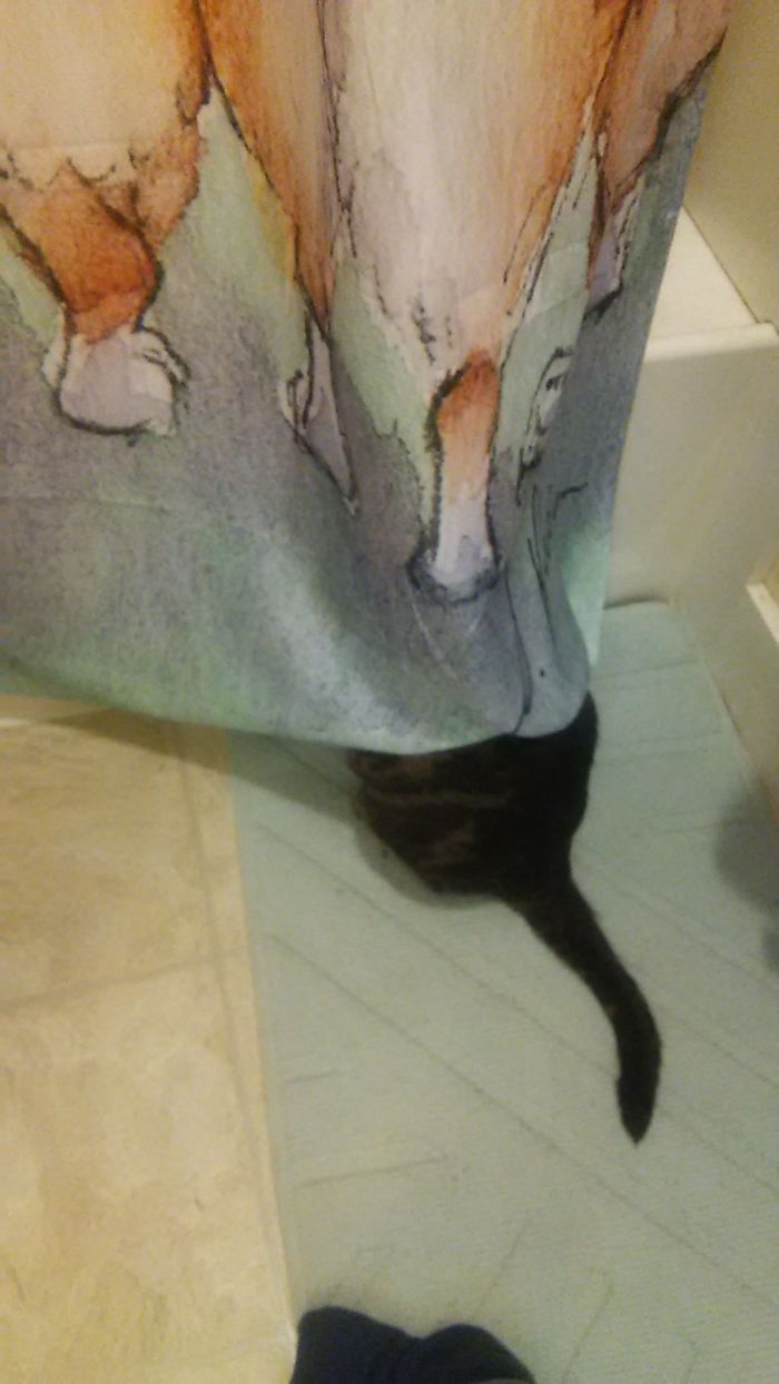 My Pervert Cat Is Watching My Girlfriend Take A Shower