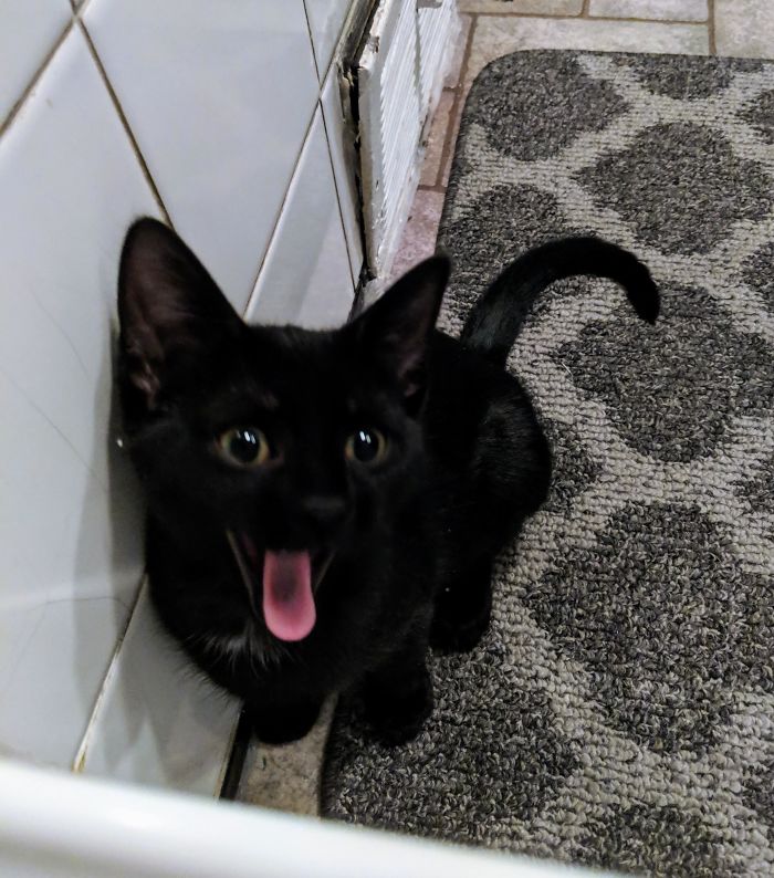 Everytime I Shower. Should I Be Flattered? Apparently The Restraining Orders Don't Work. Magic The Cat