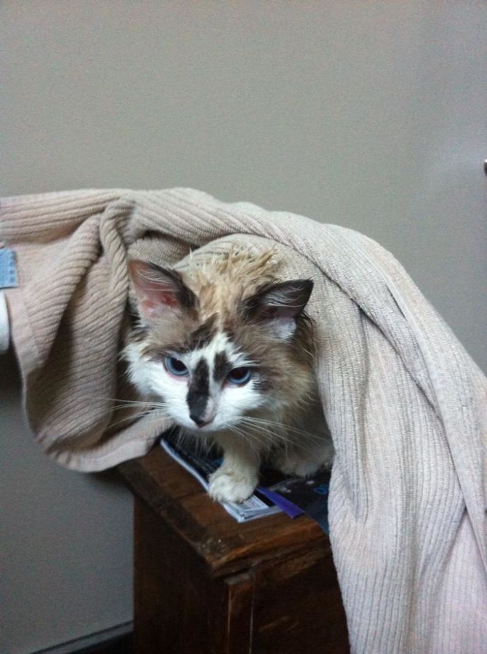 My Cat Insists She Showers With Me, And Insists On Being Towel Dried After