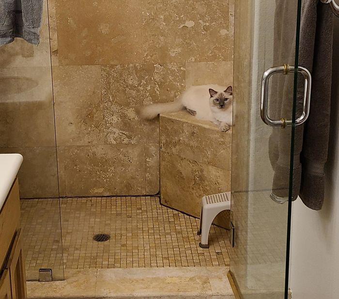 Anybody Else Have A Cat That Likes To Lounge In The Shower While The Water Warms Up?