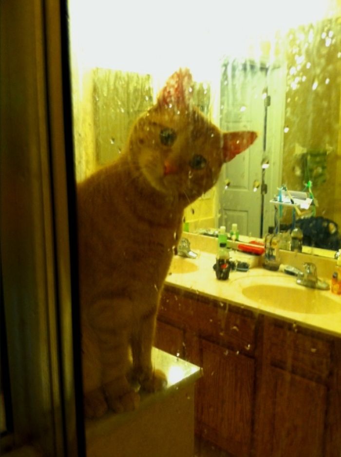 My Cat Watches My Wife Shower. It's Not Too Creepy