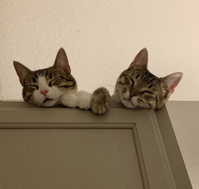 My Cats Were Extremely Tired But Still Nosey Enough To Climb A Cabinet In An Attempt To Supervise My Shower