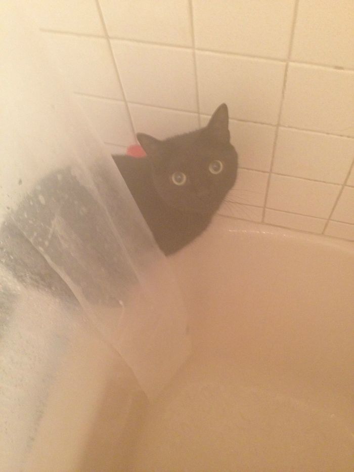 My Roommate's Cat Tries To Follow Me Into The Shower Every Morning