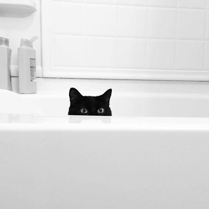There Is No Such Thing As Privacy When You Have A Cat
