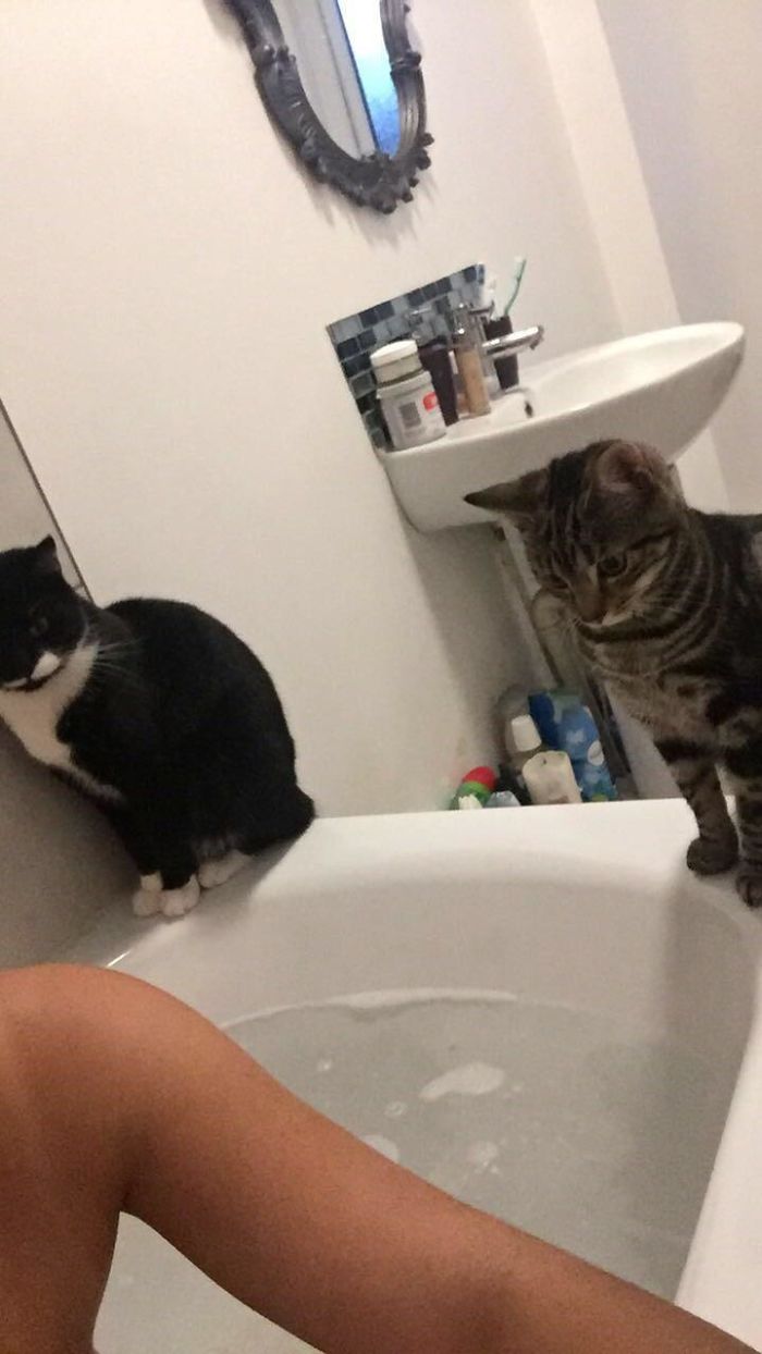 There Is No Privacy In The Life Of A Cat Owner