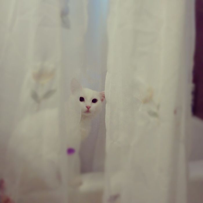 No Privacy When You Have Cats