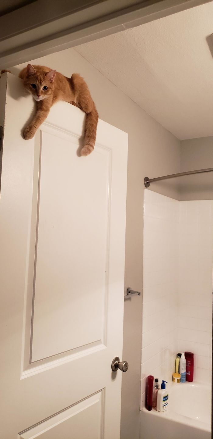 This Is Waffles. This How Waffles Wait For Momma To Get Out Of The Shower. The Whole Time