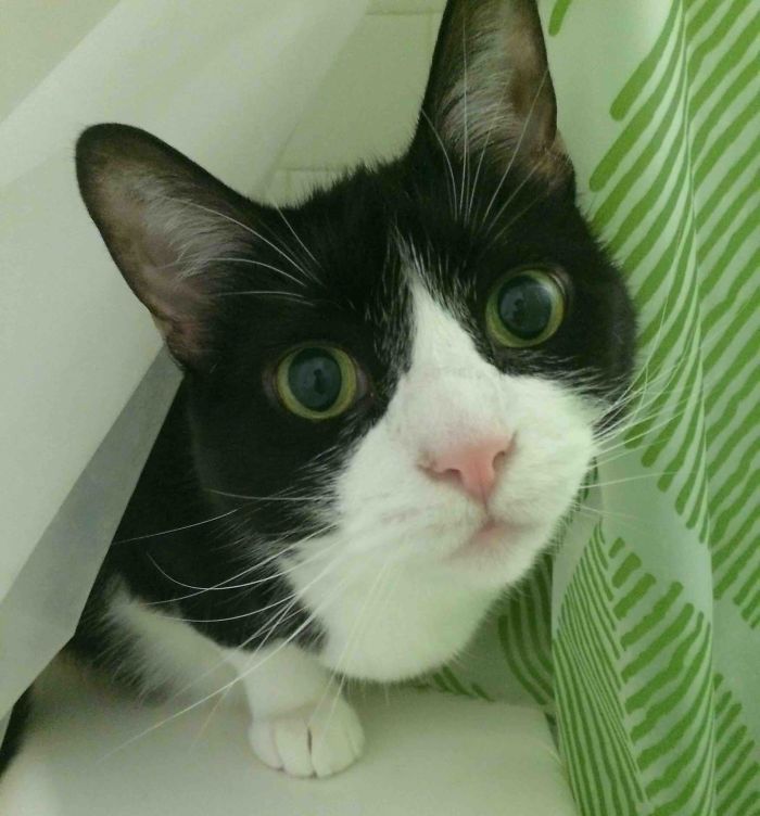 She's 11 And Keeps Surprising Me With New Habits. Lately, She's Been Hiding Between The Shower Curtains Whenever I'm In The Bathroom