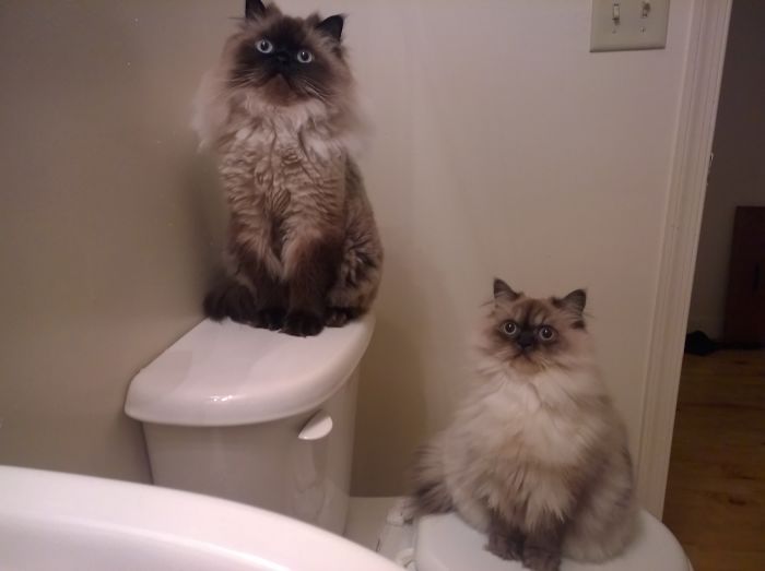 They Wait Here Every Time The Shower Is On