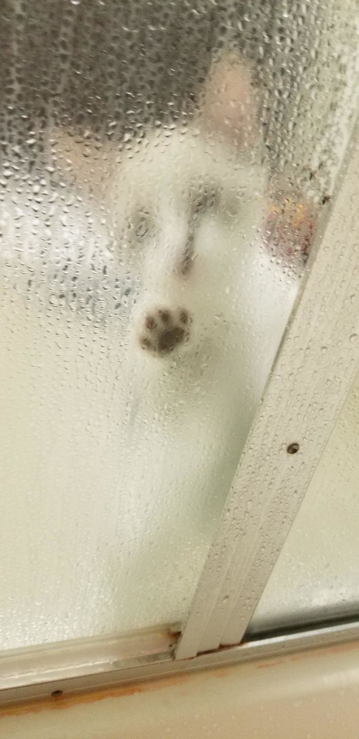 My Kitten Misses Me When I'm In The Shower
