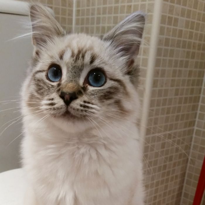 This Is Our Kitten, Rudy. She Likes To Wait On The Toilet While I Shower