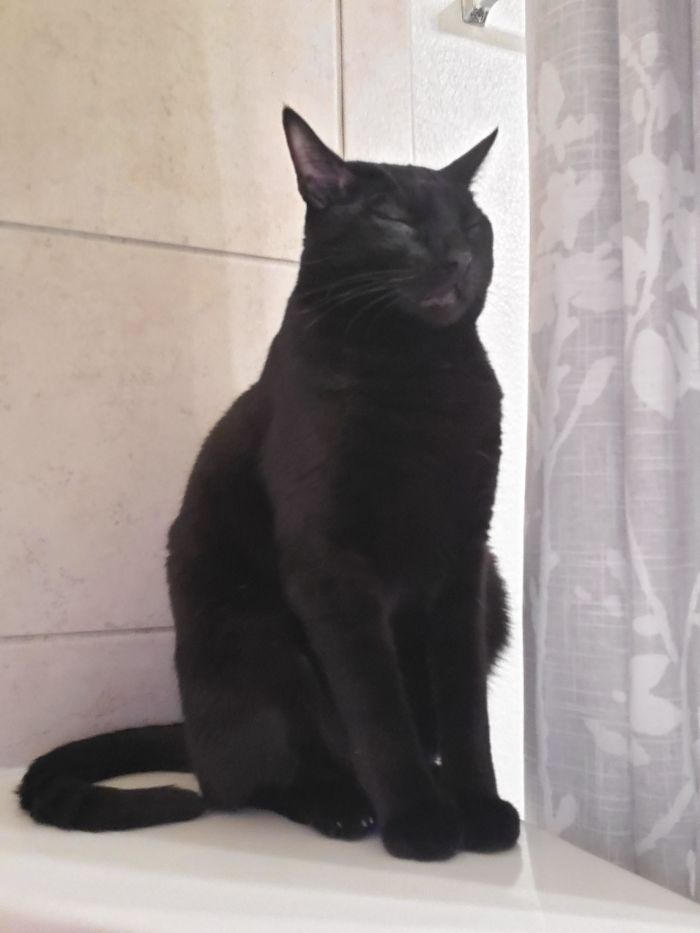 My Shower Gremlin Likes To Stand Guard When I Take A Bath. Although I Caught Him Sleeping On The Job