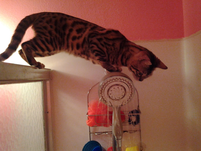 Our Bengal Kitten Loves To Come In The Shower With Us And Hang Out