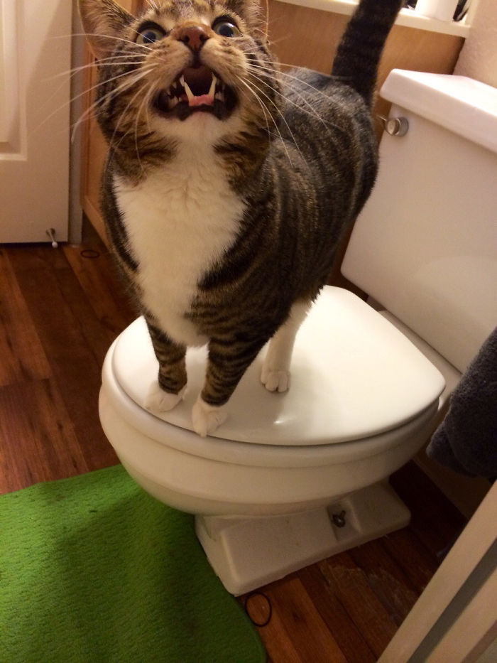 Finally Captured The Little Monster Who Cries While I'm In The Shower