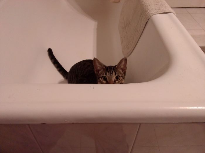 Every Time I Pee, Every Time I Poop, Every Time I Shower, He Follows