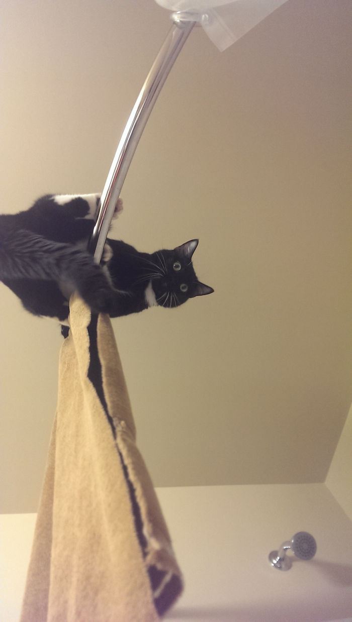 My Cat Jumped Onto The Shower Rod In The Bathroom And Then Immediately Regretted His Decision
