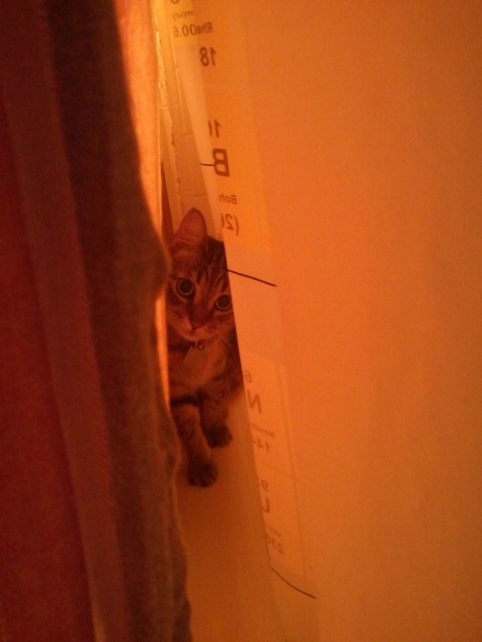 I Was Wondering Why The Shower Curtain Kept Batting At Me