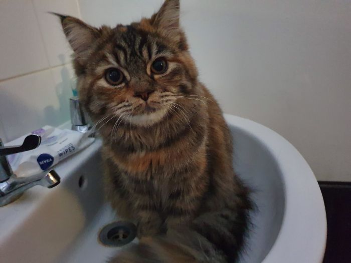 Every Single Morning When I Go To The Bathroom Aloy Poodles In, Climbs Over Me To Get Into The Sink And Keeps Me Company. She Melts My Goddamn Heart