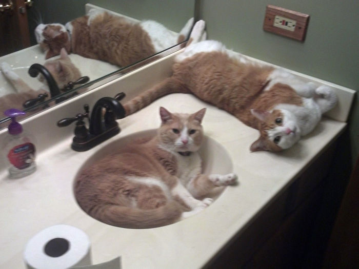 Any Time Someone Goes In The Spare Bathroom