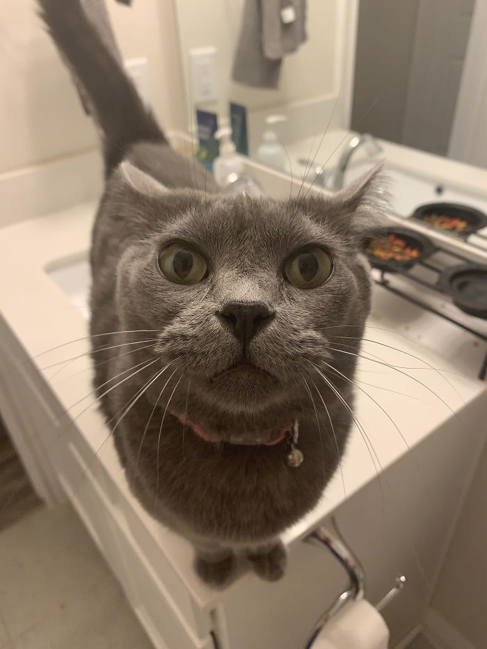 Diddles Gets Up On The Counter Every Morning When I Go To The Bathroom And Gives Me This Look Expecting To Get Scratches