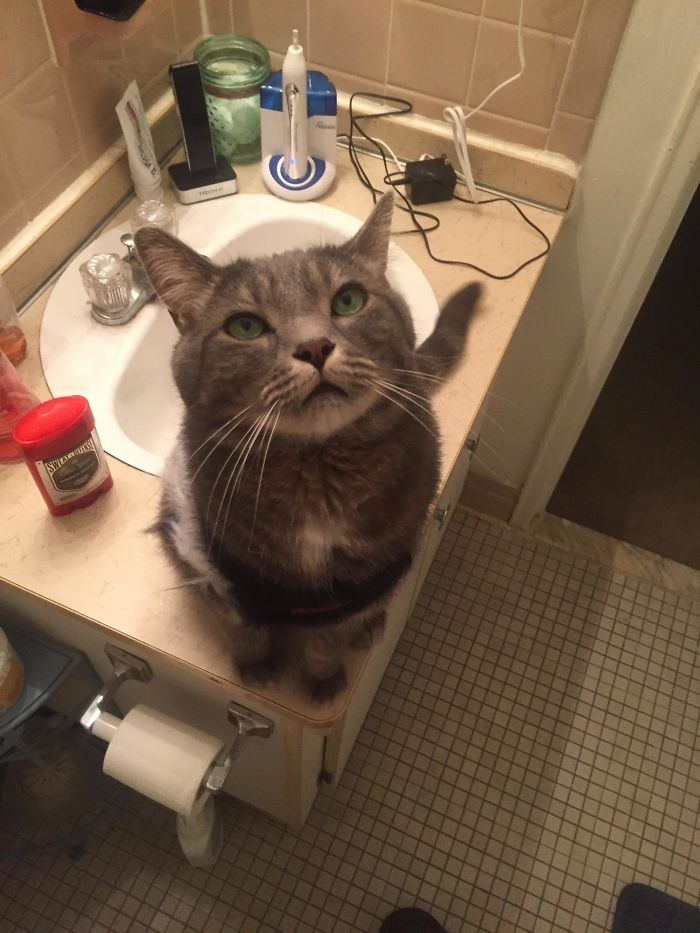 Vinni Doesn't Leave My Side Much, Even Loved Being In The Bathroom With Me