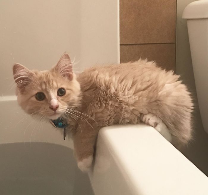 This Is Scotch, He Likes To Take Baths With Me