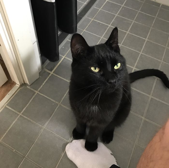 Whenever I'm On The Toilet My Cat Holds His Paw On My Foot To Make Me Feel Safe