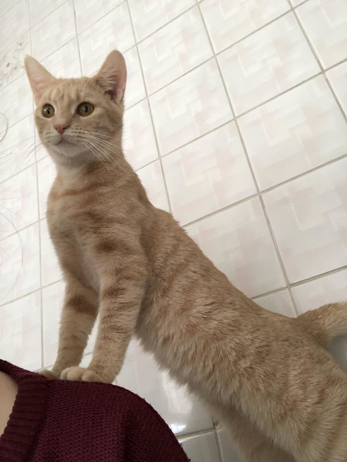 Penelope Likes To Make Sure Every (Every) Trip To The Toilet Is Safe For Me