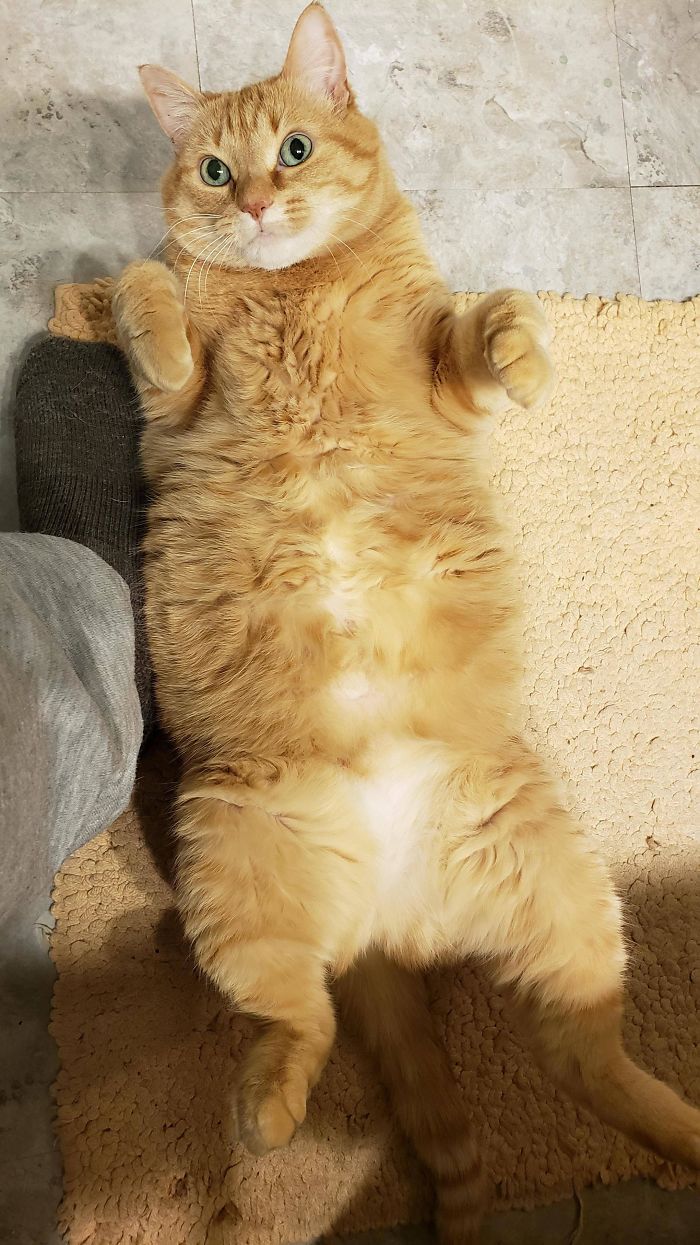 She Has To Be In The Bathroom With Me, And If I Don't Pet Her She Lays Like This And Stares At Me