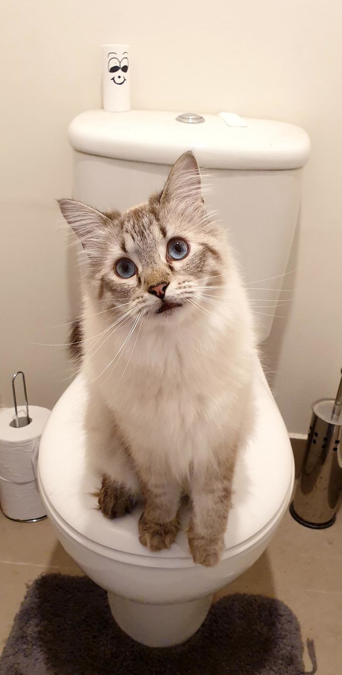 I Have To Pet Him Before I Can Go To The Toilet. Every. Single. Time