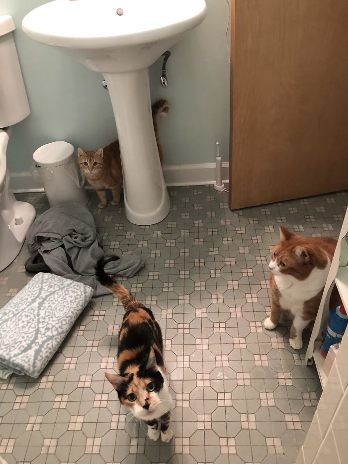 I Can’t Even Take A Shower Without The Cat Army At My Heels