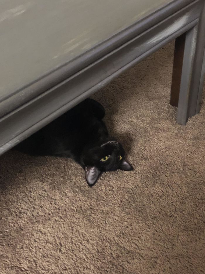 Meet Haunted, The Bat Cat