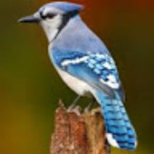 bluejay avatar