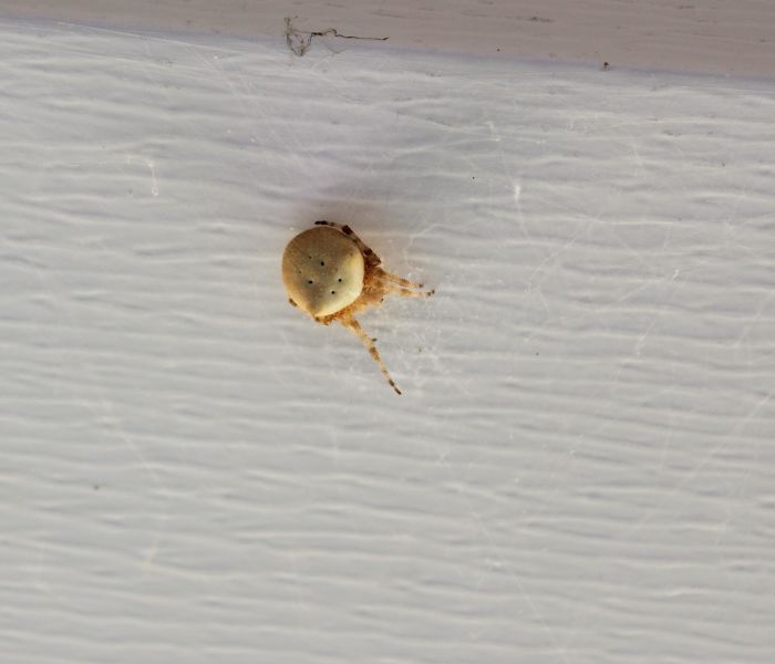 This Spider Looks Like It Has An Oyster Cracker On Its Back