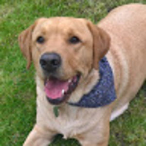 luciusmaximus avatar