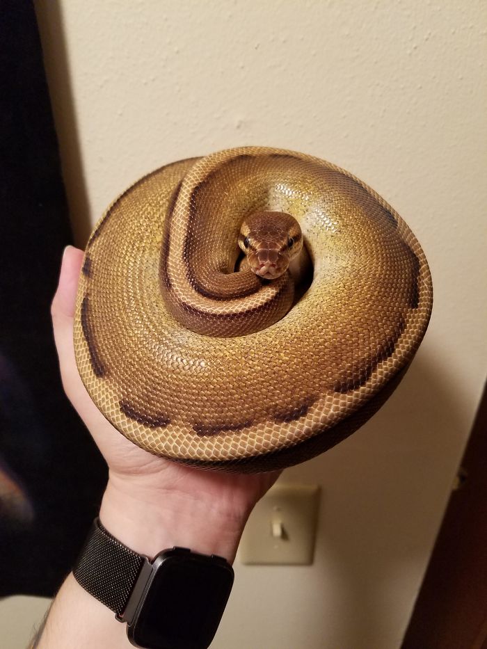 Forbidden Cinnamon Roll