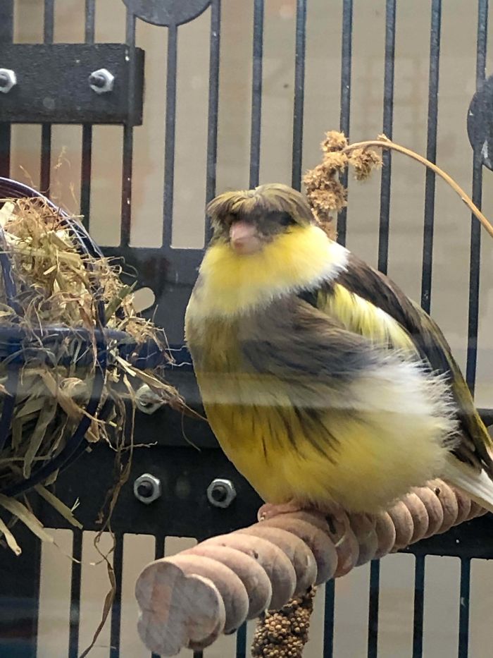 This Bird Has A Bowl Cut