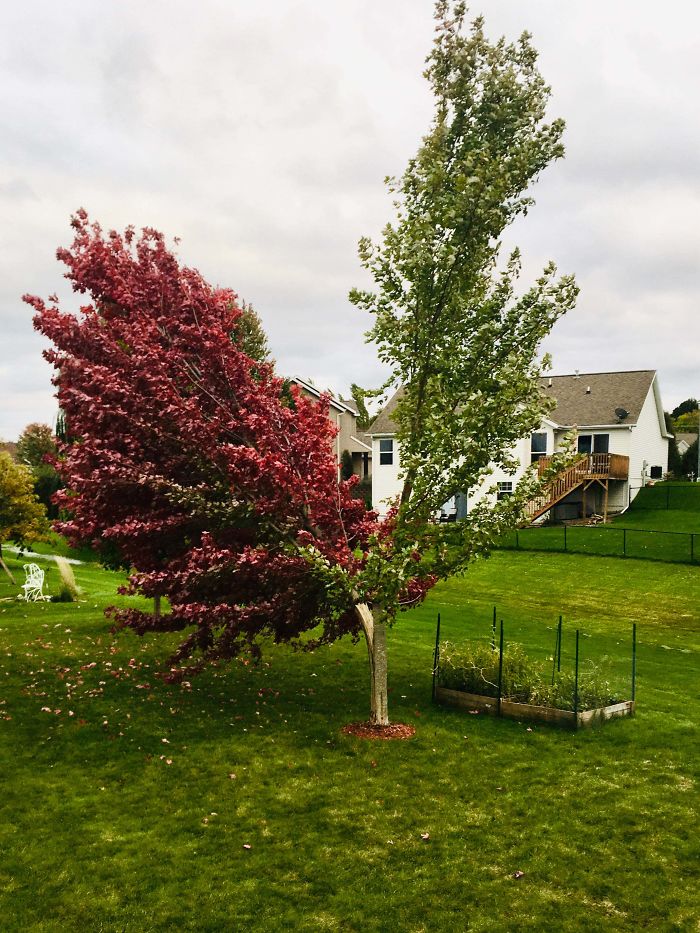 Tree That’s Changing Colors Along The Split Of Its Storm-Damaged Trunk