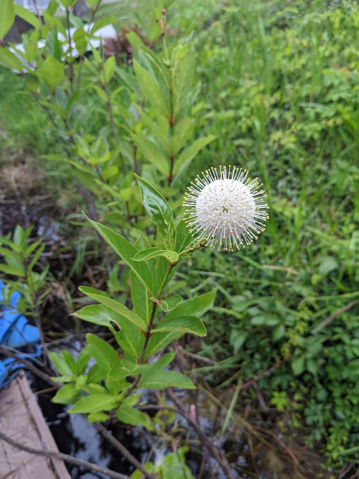 I Thought This Weed Flower Looked Like The Covid Renderings