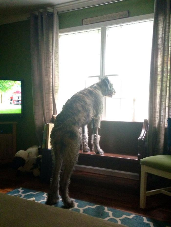 Friend's Dog Looks Eerily Human