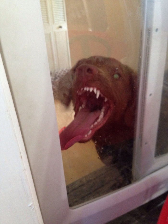 I Operate A Dayhome And Have An Incredibly Gentle Dog, When The Kids Are Eating I Put Him Behind A Gate Because He Is A Food Thief! This Is The Typical Face He Makes When I Lock Him Up