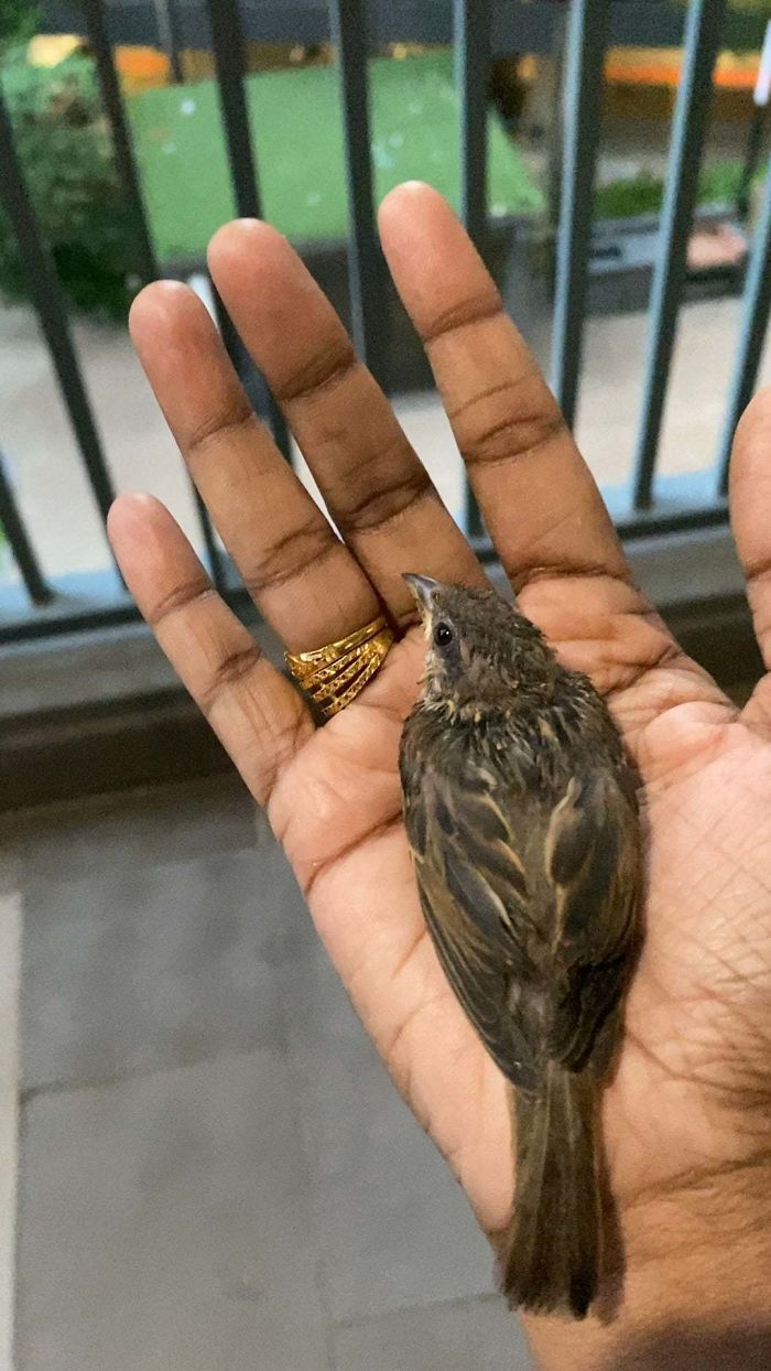 Rescued This Little Bird 2 Weeks Ago. Tried To Release It Today To Where It Belongs, But It Doesn’t Want To Leave.