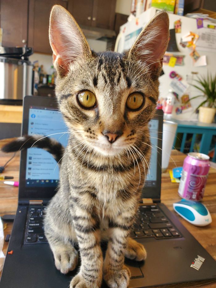 Still Trying To Figure Out What Made Me Stop At The Local Rescue.. Now I Have A New Best Friend :)