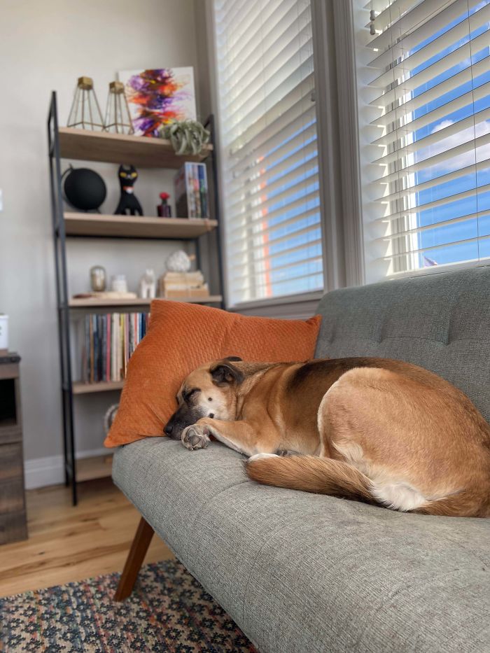 My Sweet Rescue Pup, Finally Living The Life She Deserves After 4 Years Of Neglect.