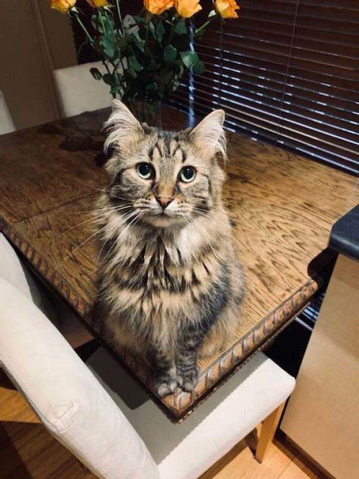 It’s My Cake Day So Thought I’d Share My Boy Variks. We Rescued Him As A Kitten And Now He’s 3. We Had No Idea Just How Floofy He Would Get.