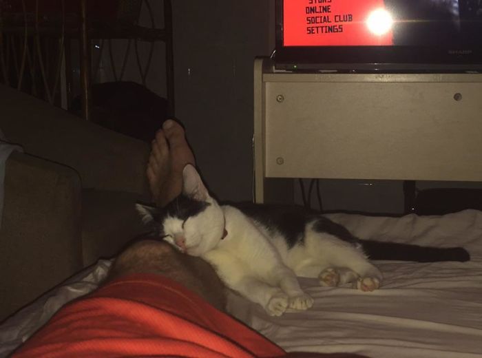 A Good Samaritan Here In Cambodia, Dismantled A Power Generator To Rescue Her As A Kitten. I Adopted Her And It Took Months For Her To Trust Me. Now She Won’t Leave Me Alone. Guys, Meet, ទឹក​ស៊ីអ៊ីវ (Soy Sauce)