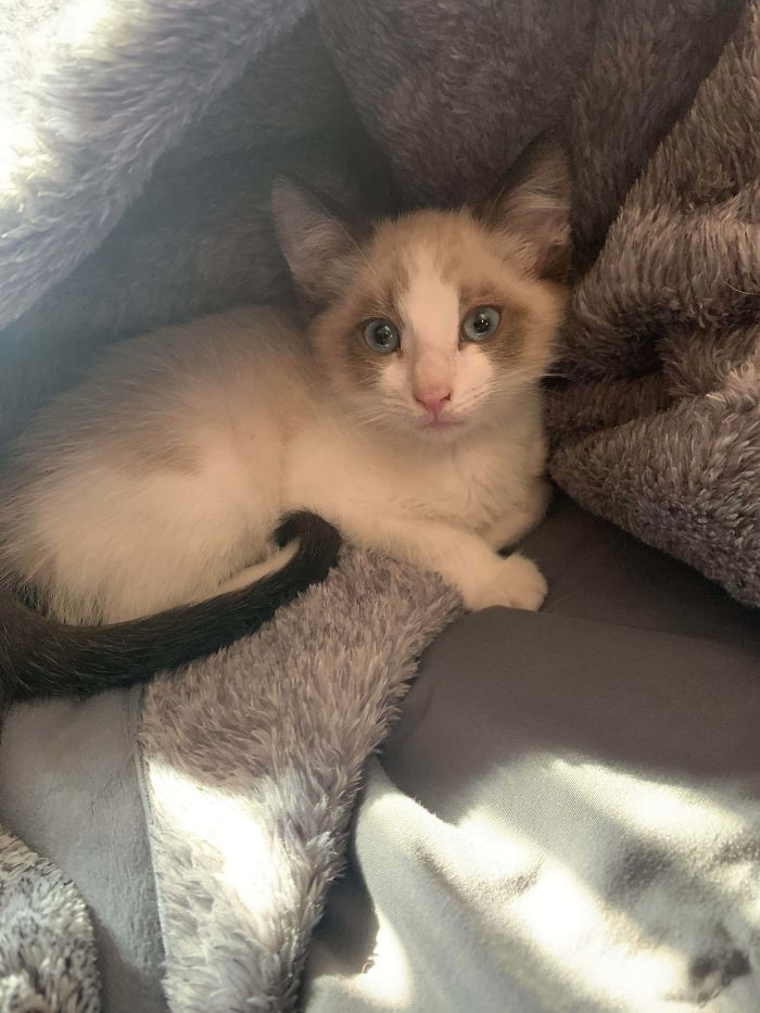 I Finally Caved In To My Kids. Every Body Meet Vlad Our 9 Week Old Rescue Kitten!!!