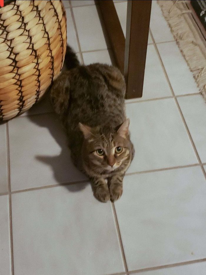 First Cat Rescue Of My Career, Her Name Is Pipes Because We Found Her In The Pipes Underground. ❤️❤️